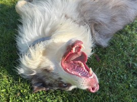 Loki